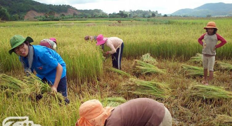 Yêu lắm màu áo xanh tình nguyện