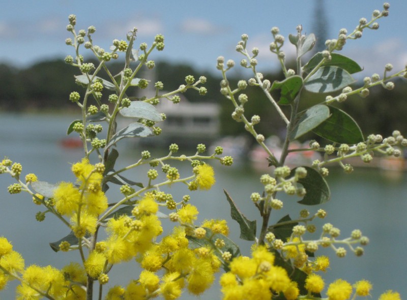 Sự tích hoa Mimosa