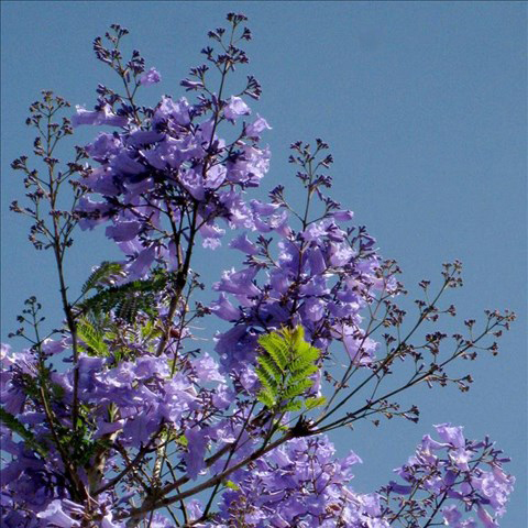 7 loài hoa thân gỗ độc đáo ở Đà Lạt