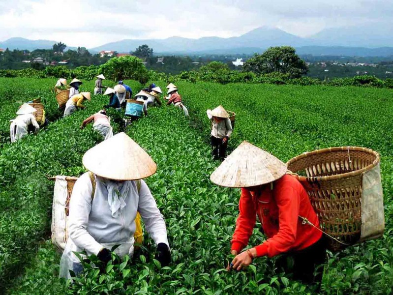 Tuần Văn hóa trà Lâm Đồng 2012